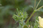 Sulphur cinquefoil